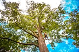 Best Soil Testing and Treatment  in Far Hills, NJ