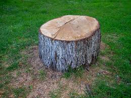 Best Tree Trimming and Pruning  in Far Hills, NJ