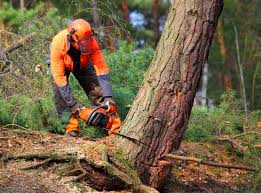 Best Commercial Tree Services  in Far Hills, NJ