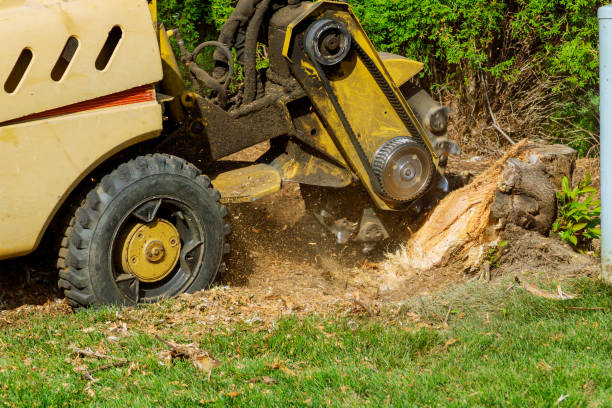 Best Storm Damage Tree Cleanup  in Far Hills, NJ