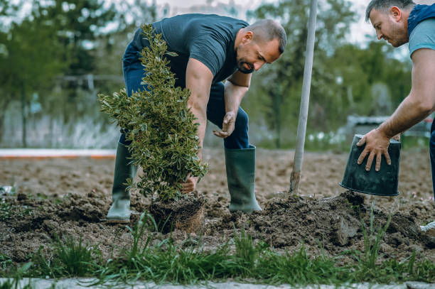 How Our Tree Care Process Works  in  Far Hills, NJ