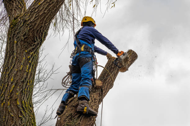 Best Firewood Processing and Delivery  in Far Hills, NJ