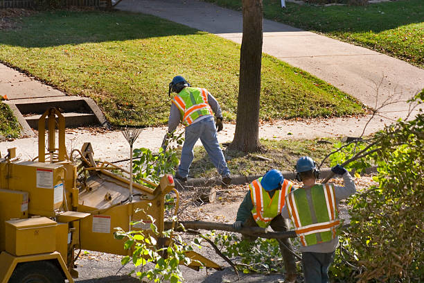Best Palm Tree Trimming  in Far Hills, NJ