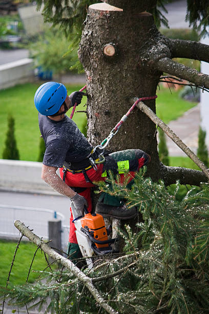 Best Lawn Disease Treatment  in Far Hills, NJ