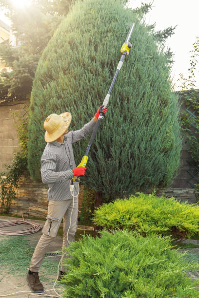 Best Root Management and Removal  in Far Hills, NJ