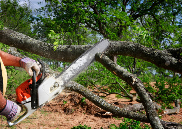 Best Tree Mulching  in Far Hills, NJ